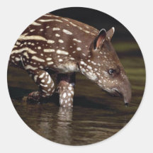 Brasilianischer Tapir, junges Kalb neben Fluss Runder Aufkleber