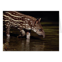 Brasilianischer Tapir, junges Kalb neben Fluss Karte