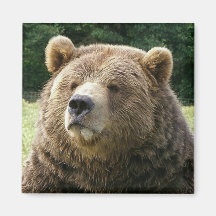 Braunbär-Magnet Kühlschrankmagnet
