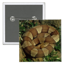 breit-mit einem Band versehener copperhead Schlang Buttons