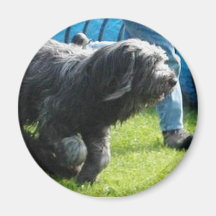 Briard Magnets