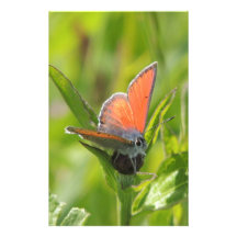 Briefpapier „der verkupferte Schmetterling " Bedrucktes Büropapier