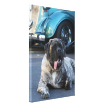 Brindle Mastiff-Hund Gespannte Galerie Drucke