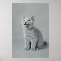 Britische shorhair Miezekatze Plakat