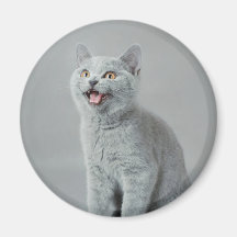 Britische shorthair Miezekatze Kühlschrankmagnet