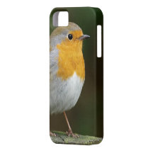 Britischer Robin Redbreast iPhone 5 Hülle