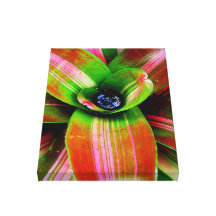 Bromeliad Gespannter Galeriedruck