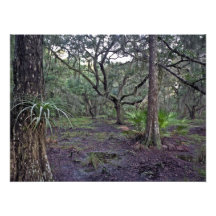 Bromeliad Porträt. Drei Seen, Osceola Co., Florida Kunstfoto