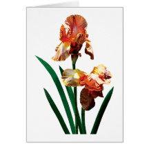 Bronzefarbige Iris Grußkarte