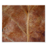 Brown-Blatt verlässt Baum Photo Druck