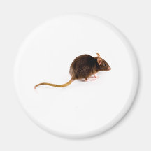 Brown-Ratte Kühlschrankmagnet