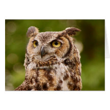 Brown spotted owl greeting card