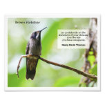 Brown Violetear Foto Druck