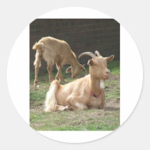 Brown-Ziege Sticker