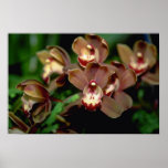 Browncymbidium-Blumen Plakat