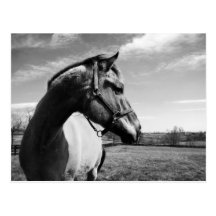 Brownstead Stallion Postkarte