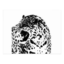 Brüllendes Jaguar Postkarten