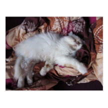 Bubu Postkarte
