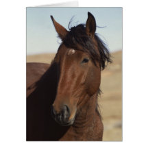 Bucht-Pferd im Wind Karte