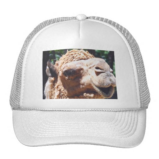 Buckel-Kamel-Gesichts-Nahaufnahme des Dromedary-ei Retrocap