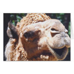 Buckel-Kamel-Gesichts-Nahaufnahme des Dromedary-ei Grußkarte