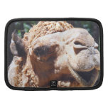 Buckel-Kamel-Gesichts-Nahaufnahme des Dromedary-ei Mappen
