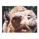 Buckel-Kamel-Gesichts-Nahaufnahme des Dromedary-ei Postkarte