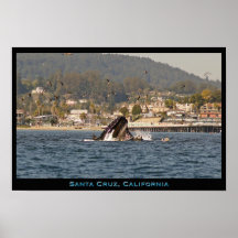 Buckel-Wal-Plakat Santa Cruz, Kalifornien