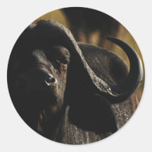 Büffel - Safarigroße fünf Tieraufkleber