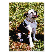 Buldog, das mit dem Mund offen sitzt Fotografischer Druck