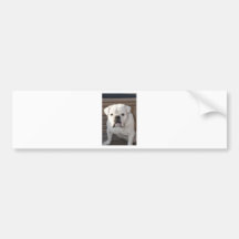Bulldogge Autoaufkleber