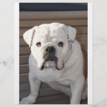 Bulldogge Flyerbedruckung
