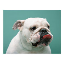 Bulldoggen-Karten, Geschenke, Porto Postkarten