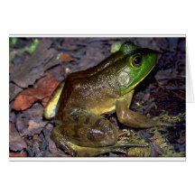 bullfrog3 grußkarten