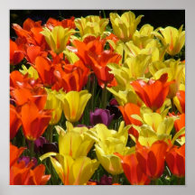 Bunte Tulpen Posterdrucke