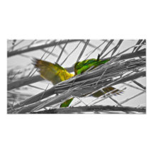 Bunte Vögel Photographie