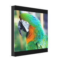 Bunter Papageien-Leinwand-Druck Gespannter Galerie Druck