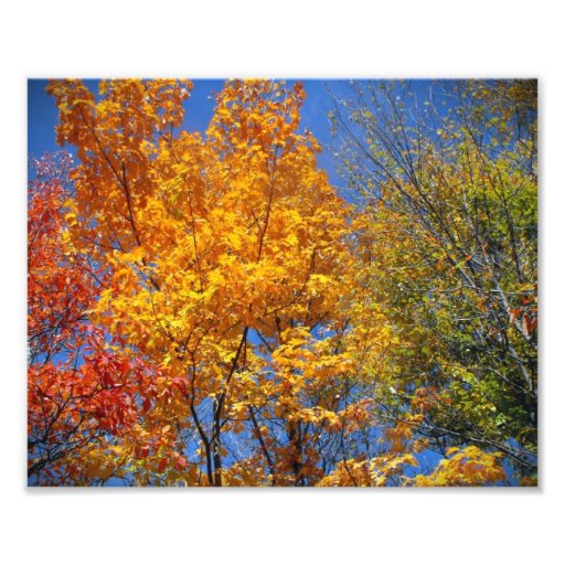 Buntes Herbsttreetops-Natur-Landschaftsfoto
