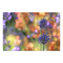 Buntes Lavendel-Garten-Foto