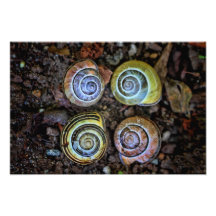 Buntes Schnecke-Muschel-Bild Fotografie