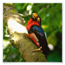 Buntes Vogel-Regenwald-Foto