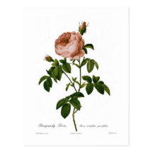 Burgunder-Rose Postkarte