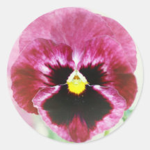 Burgunder rote Pansy-Blume Runder Sticker