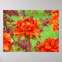 Bürokunst druckt orange Rhododendron-Garten Plakat