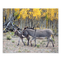 Burro-Geburts-Tag 8x10 Photo Druck