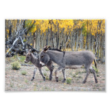Burro-Geburts-Tag Photographischer Druck