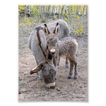 Burro und Baby Photographien