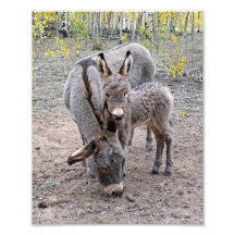 Burro und Baby Photos