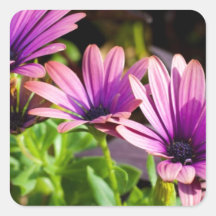 Bursting Into Spring Purple Daisies Square Sticker