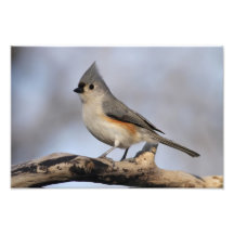Büscheliger Titmouse Fotos
